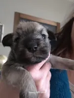 Lilly, a female Miniature Schnauzer for sale in Benson, MN – Photo 1 of 2