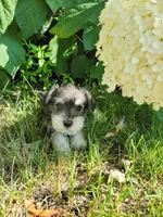 Taffy, a female Miniature Schnauzer for sale in Benson, MN – Photo 2 of 2