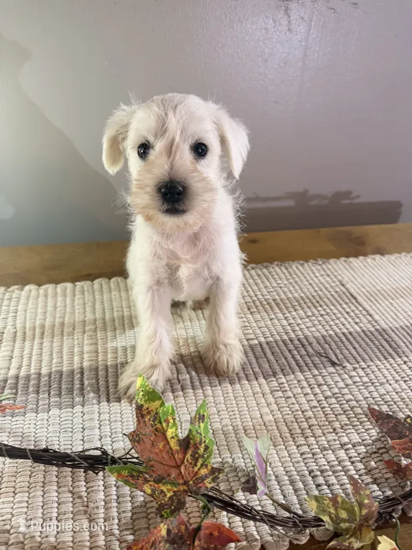 Kip – Miniature Schnauzer puppy for sale in Benson, MN