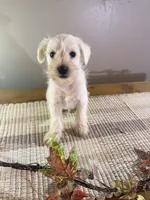 Kip, a male Miniature Schnauzer for sale in Benson, MN – 1 of 2