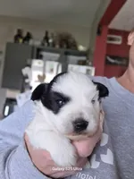 Bramble, a male Miniature Schnauzer for sale in Benson, MN – 4 of 5