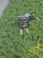 Winston , a male Miniature Schnauzer for sale in Benson, MN – 4 of 4