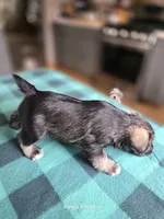 Winston , a male Miniature Schnauzer for sale in Benson, MN – 7 of 7