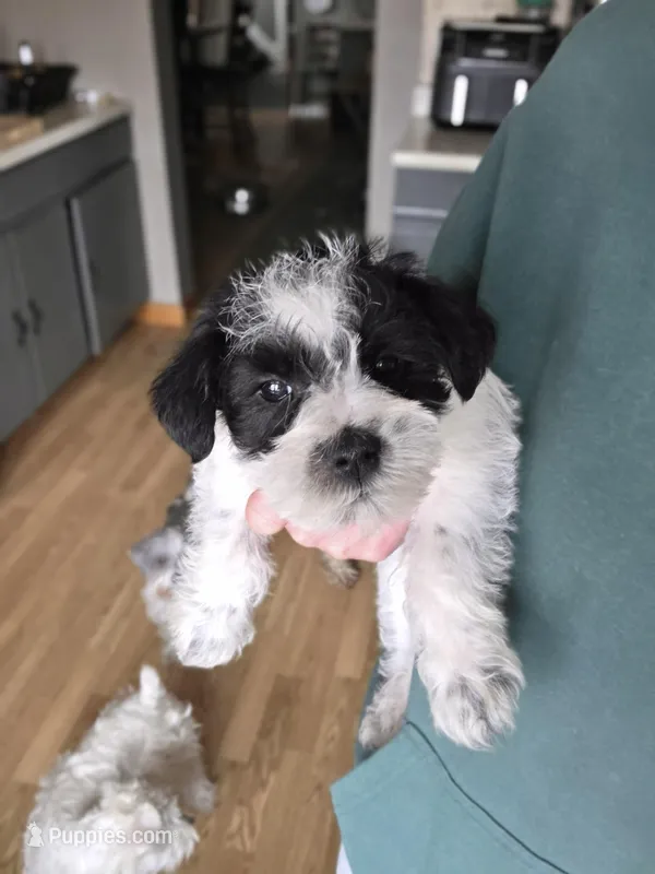 Jasper  – Miniature Schnauzer puppy for sale in Benson, MN
