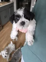 Jasper , a male Miniature Schnauzer for sale in Benson, MN – Photo 2 of 2