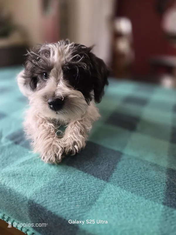 Jasper  – Miniature Schnauzer puppy for sale in Benson, MN