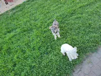 Bluejay, a female Miniature Schnauzer for sale in Benson, MN – Photo 3 of 10