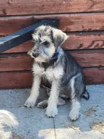 Bluejay, a female Miniature Schnauzer for sale in Benson, MN – Photo 7 of 10