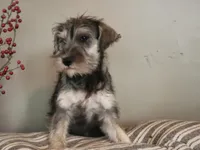 Bluejay, a female Miniature Schnauzer for sale in Benson, MN – Photo 4 of 10