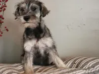 Bluejay, a female Miniature Schnauzer for sale in Benson, MN – Photo 6 of 10