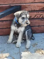 Bluejay, a female Miniature Schnauzer for sale in Benson, MN – Photo 5 of 10