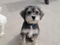 Bluejay, a female Miniature Schnauzer for sale in Benson, MN – Photo 2 of 10