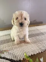 Peaches, a female Schnoodle for sale in Benson, MN – 3 of 3