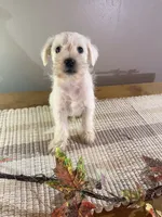 Kip, a male Miniature Schnauzer for sale in Benson, MN – 2 of 2