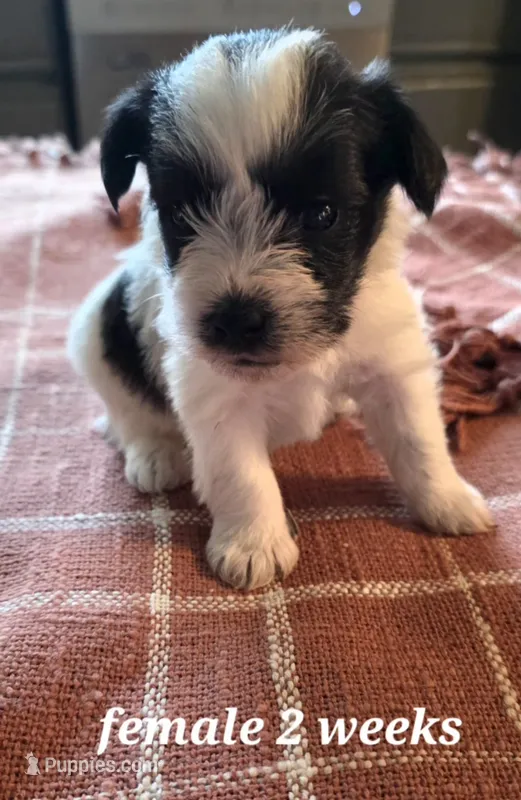 Rosie – Miniature Schnauzer puppy for sale in Benson, MN