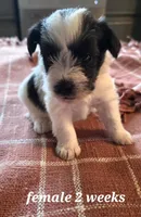 Rosie, a female Miniature Schnauzer for sale in Benson, MN – 1 of 1