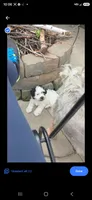 Bramble, a male Miniature Schnauzer for sale in Benson, MN – 2 of 4