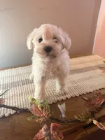 Tucker, a male Schnoodle for sale in Benson, MN – 2 of 3