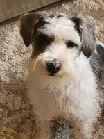 Puddles, a male Miniature Schnauzer for sale in Benson, MN – Photo 2 of 9