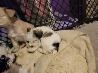 Puddles, a male Miniature Schnauzer for sale in Benson, MN – Photo 7 of 9