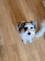 Puddles, a male Miniature Schnauzer for sale in Benson, MN – Photo 3 of 9