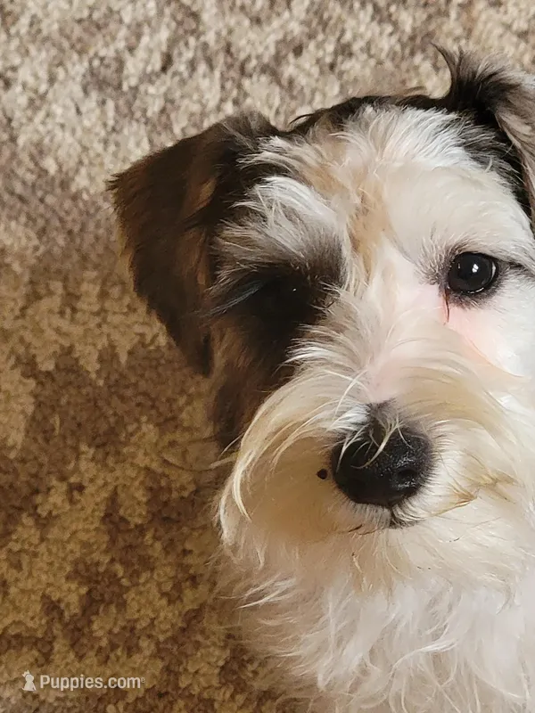 Puddles, a male Miniature Schnauzer for sale in Benson, MN – Photo 1 of 9