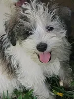 Puddles, a male Miniature Schnauzer for sale in Benson, MN – Photo 4 of 9