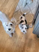 Puddles, a male Miniature Schnauzer for sale in Benson, MN – Photo 8 of 9