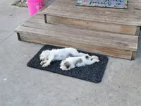 Puddles, a male Miniature Schnauzer for sale in Benson, MN – Photo 5 of 9
