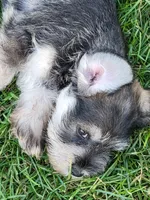 Spice, a female Miniature Schnauzer for sale in Benson, MN – Photo 9 of 9