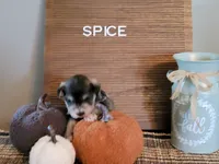 Spice, a female Miniature Schnauzer for sale in Benson, MN – Photo 4 of 9