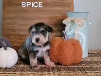 Spice, a female Miniature Schnauzer for sale in Benson, MN – Photo 2 of 9