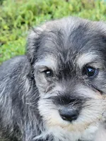 Spice, a female Miniature Schnauzer for sale in Benson, MN – Photo 1 of 9