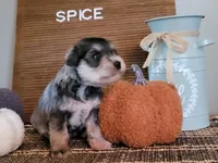 Spice, a female Miniature Schnauzer for sale in Benson, MN – Photo 5 of 9