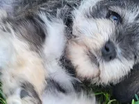 Spice, a female Miniature Schnauzer for sale in Benson, MN – Photo 8 of 9