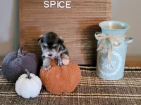 Spice, a female Miniature Schnauzer for sale in Benson, MN – Photo 6 of 9
