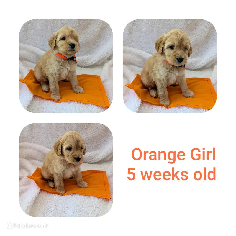 Orange girl – Goldendoodle puppy for sale in Prattville, AL