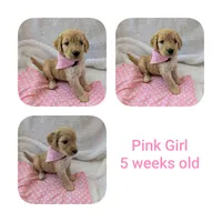 Pink girl , a female Goldendoodle for sale in Prattville, AL – 1 of 1