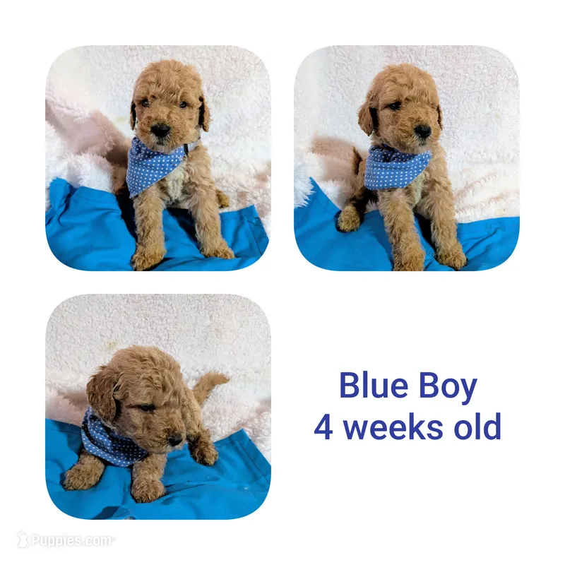 Blue boy  – Goldendoodle puppy for sale in Prattville, AL