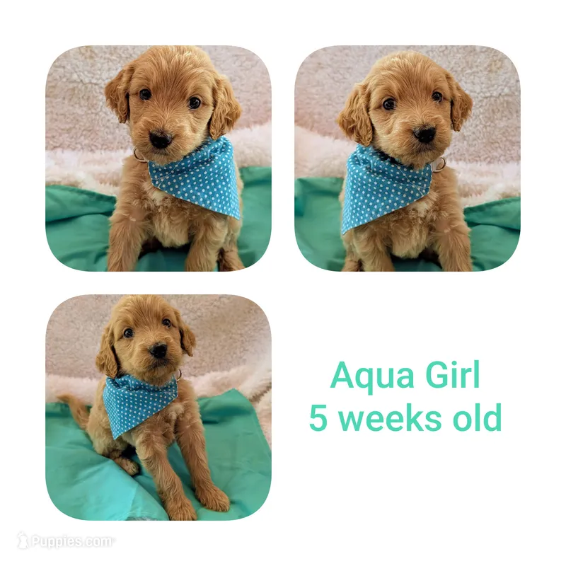 Aqua girl  – Goldendoodle puppy for sale in Prattville, AL