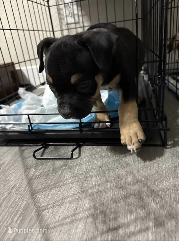 Draco – American Bully puppy for sale in Phoenix, AZ