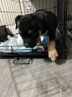 Draco, a male American Bully for sale in Phoenix, AZ – 1 of 5