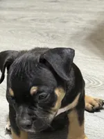 Draco, a male American Bully for sale in Phoenix, AZ – 3 of 5