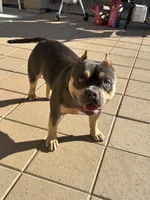 Draco, a male American Bully for sale in Phoenix, AZ – 5 of 5
