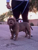 Draco, a male American Bully for sale in Phoenix, AZ – 4 of 5