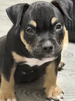 Draco, a male American Bully for sale in Phoenix, AZ – 2 of 5