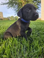 Dark Blue Collar, a male Labrador Retriever for sale in Freeport, MN – 1 of 2
