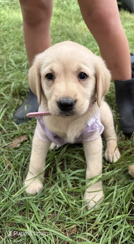 Pink – Labrador Retriever puppy for sale in Freeport, MN