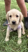 Pink, a female Labrador Retriever for sale in Freeport, MN – 1 of 1