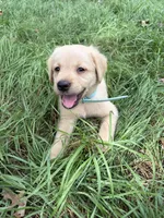 Light blue , a female Labrador Retriever for sale in Freeport, MN – 1 of 1